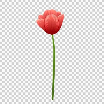 Long green stem with red tulip blossom on grey background. Stock Illustration