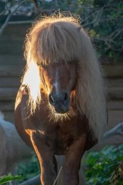 Long Hair pony Stock Photos