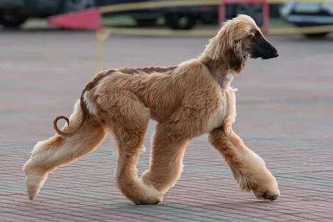 A long-haired Afghan Hound, standing profile on brick ground, unkempt fur, .. Stock Photos