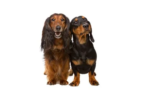 Long haired and short haired dachshund Stock Photos
