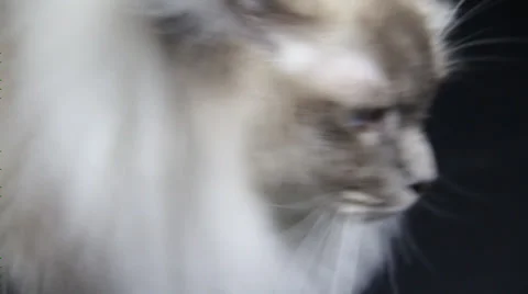 The long haired beautiful siamese walks around the camera Stock Footage 35488269