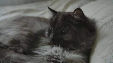 Long haired black cat lying in bed 스톡 동영상 111397450