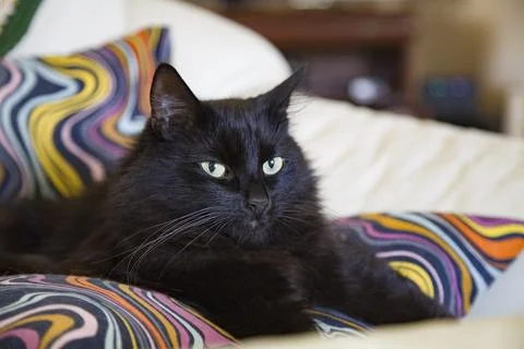 A long-haired black cat lying on cushions in a chair Stock Photos