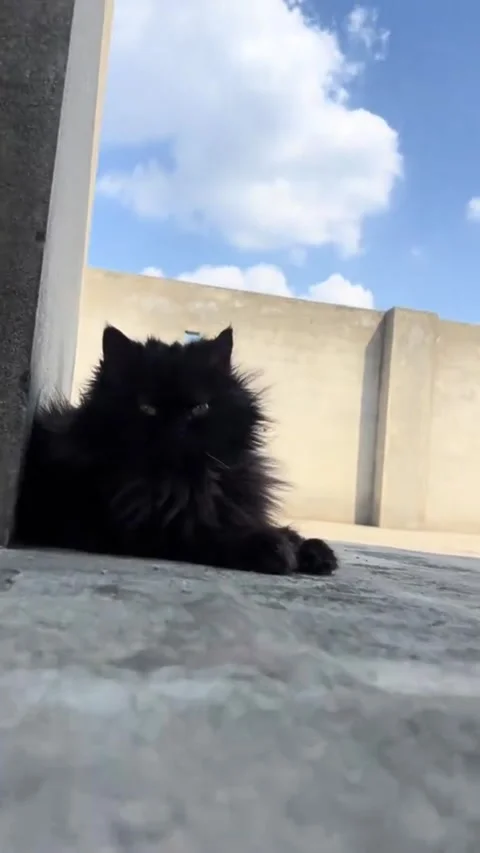 Long-Haired Black Cat Resting Under Blue Sky Stock Footage 333218444