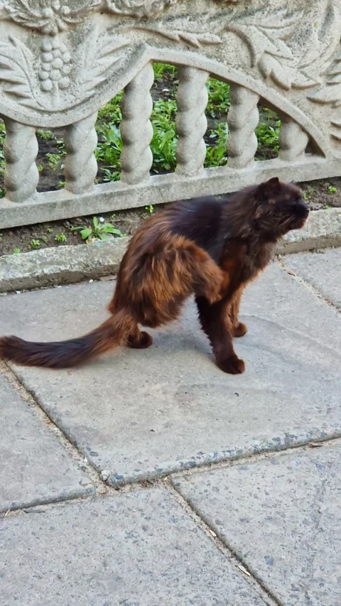 Long Haired Black Cat Scratching Itself Beside Ornate Stone Fence Stock Footage 339001607