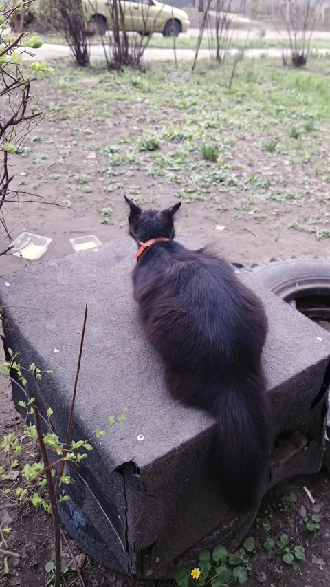 Long Haired Black Cat Wearing Orange Collar Sitting in a Residential Yard 스톡 동영상 339001285
