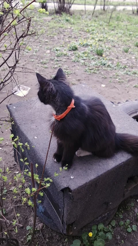 Long Haired Black Cat with White Paws Sitting on Box in Outdoor Garden Stock Footage 339001366