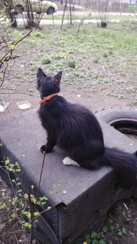 Long-Haired Black Tuxedo Cat Wearing Red Collar Sitting in Spring Garden 스톡 동영상 339001334