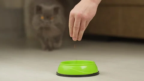 Long-haired british cat eating food from a bowl, close-up Stock Footage 149533579