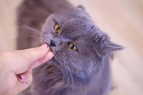 Long-haired British cat gets a treat from owner Stock Photos