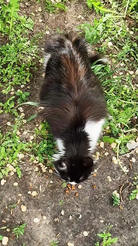 Long Haired Calico Cat Eating Dry Food Outdoors on Dirt Ground 스톡 동영상 339078480