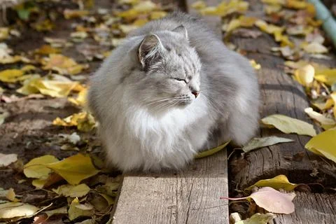 Long-Haired Cat Basking In The Sun Stock Photos