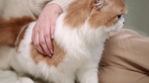 Long-haired cat being petted, slow motion Stock Footage 320467505