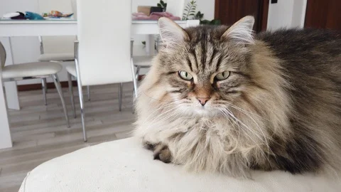 Long haired cat with brown tabby hair lying in relax, siberian breed Stock Footage 127701069