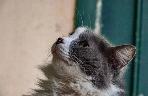 Long-haired cat close up Stock Photos