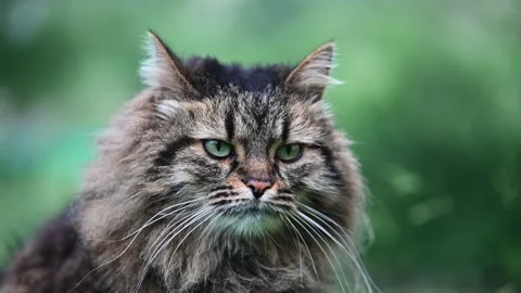 Long haired cat curiously observing its surroundings in a serene garden setting Vídeo Stock 301394872
