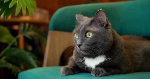 Long-haired cat draped across armchair cushion, tail curled gently around edge Stock Footage 311750716