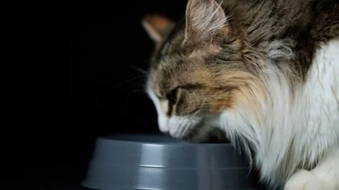 Long haired cat eating and licking its lips against a black backdrop Stock Footage 337639492