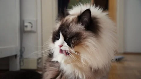 Long Haired Cat Grooming in Indoor Close-Up Slow Motion Stock Footage 335809425