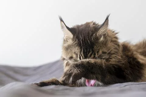 Long haired cat grooming its paw on a soft bed. Indoor pet care scene with a Photos