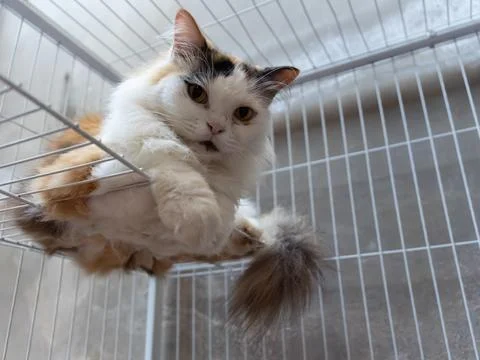 Long-haired cat inside wire cage Stock Photos