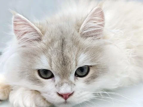 A long-haired cat lies down 스톡 사진