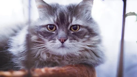 Long Haired Cat Looking at the Camera Stock Footage 84294477