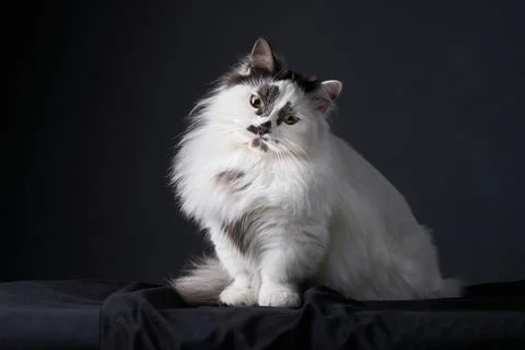 Long-haired cat looking sideways in dark studio Stock Photos