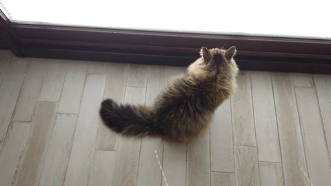 Long haired cat looking through the window Vídeo Stock 123674070