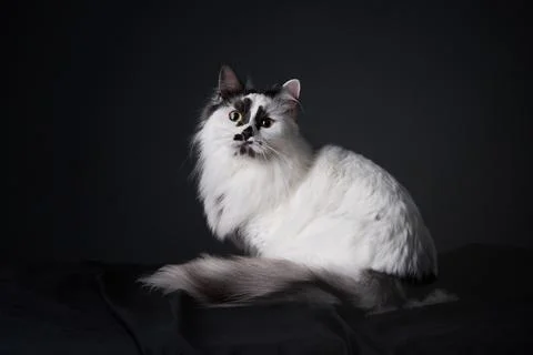 Long-haired cat lying on black fabric in studio Stock Photos