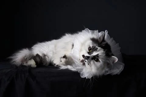 Long-haired cat lying down with a ruffled collar in dark studio Stock Photos