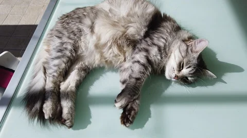 Long haired cat lying on a garden table, siberian breed Stock Footage 125917152