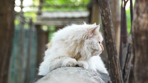 Long-haired cat lying on the yard wall Stock Footage 195453534