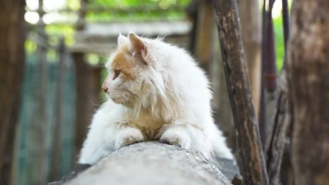 Long-haired cat lying on the yard wall Stock Footage 195453927