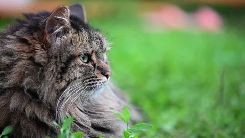 Long haired cat observing something off screen 库存影片 290179200