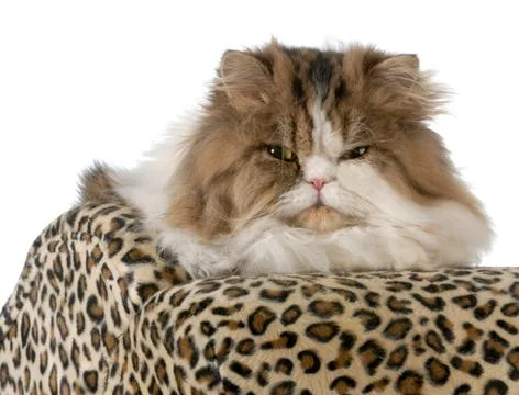 Long haired cat Stock Photos