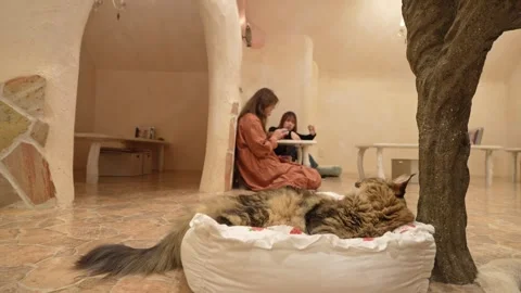 Long-haired cat rests in a bed while women chat inside. Stock Footage 346011635