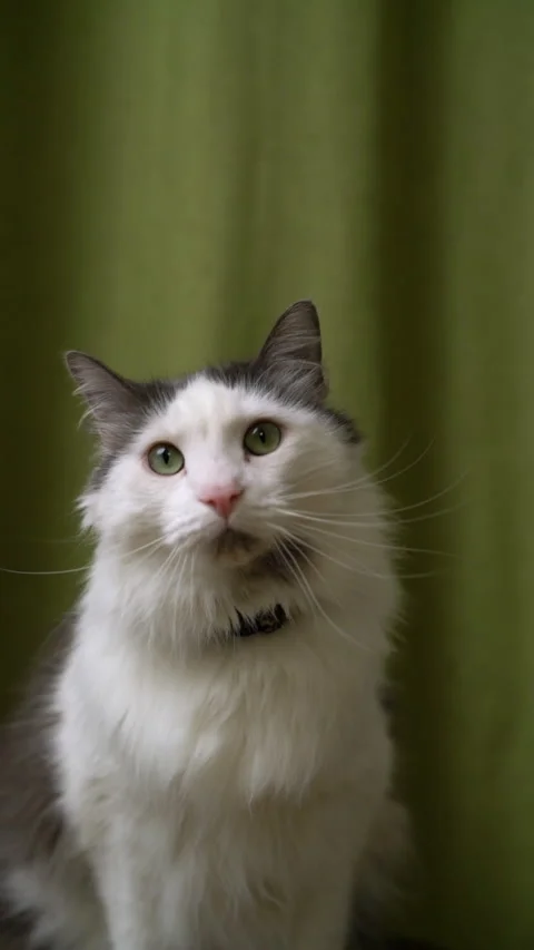 Long Haired Cat Sitting Looking Around Vertical Video Stock Footage 152987341