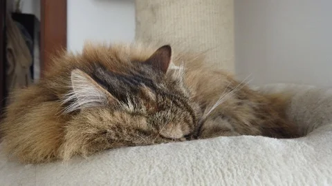 Long haired cat sleeps on the scratching post, female Stock Footage 127301312
