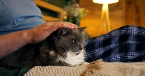 Long haired cat sprawled across blanket near owner hand, fur texture highlighted Stock Footage 311751220