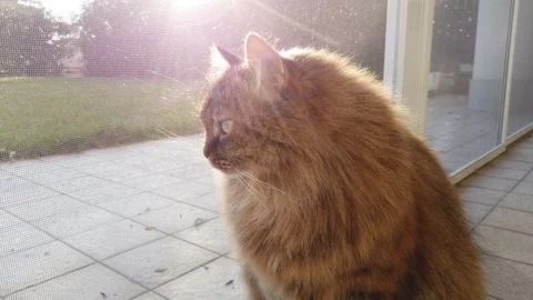 Long haired cat at the sun, siberian purebred female Vídeo Stock 122274044