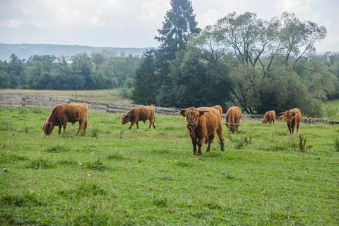 Long haired cattle on the meadow Stock Photos