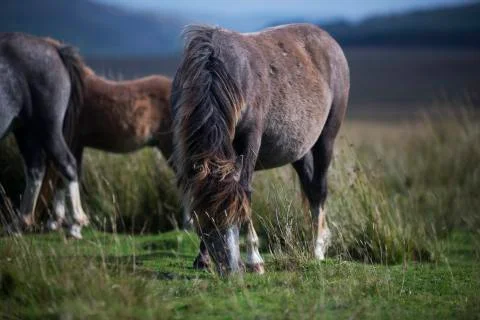 Long haired celtic pony  Stock Photos