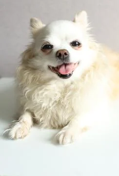 Long haired chi hua hua lying and smiling. Stock Photos