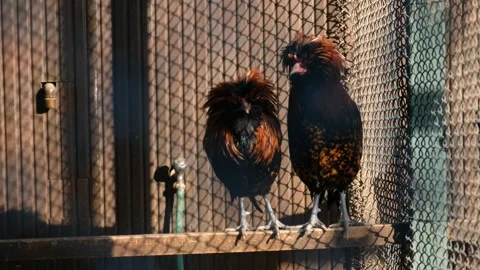Long-Haired Chicken and Rooster Standing Behind Railings at the Zoo Stock Footage 260730943