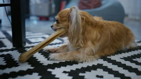 Long-haired Chihuahua chews on a large bone while resting on a patterned rug in  Stock Footage 326823316