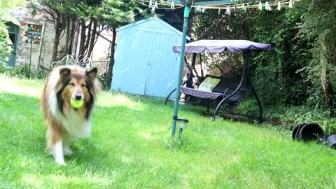 Long-Haired Collie Bringing A Ball Back Video stock 138043992