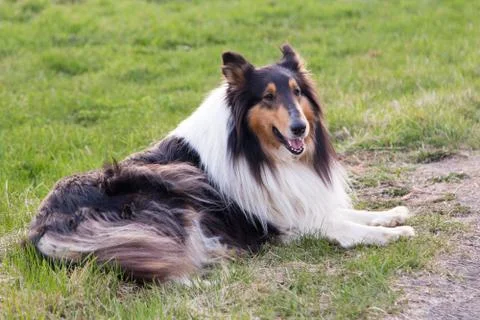 Long-haired collie lying down in grass panting Stock Photos