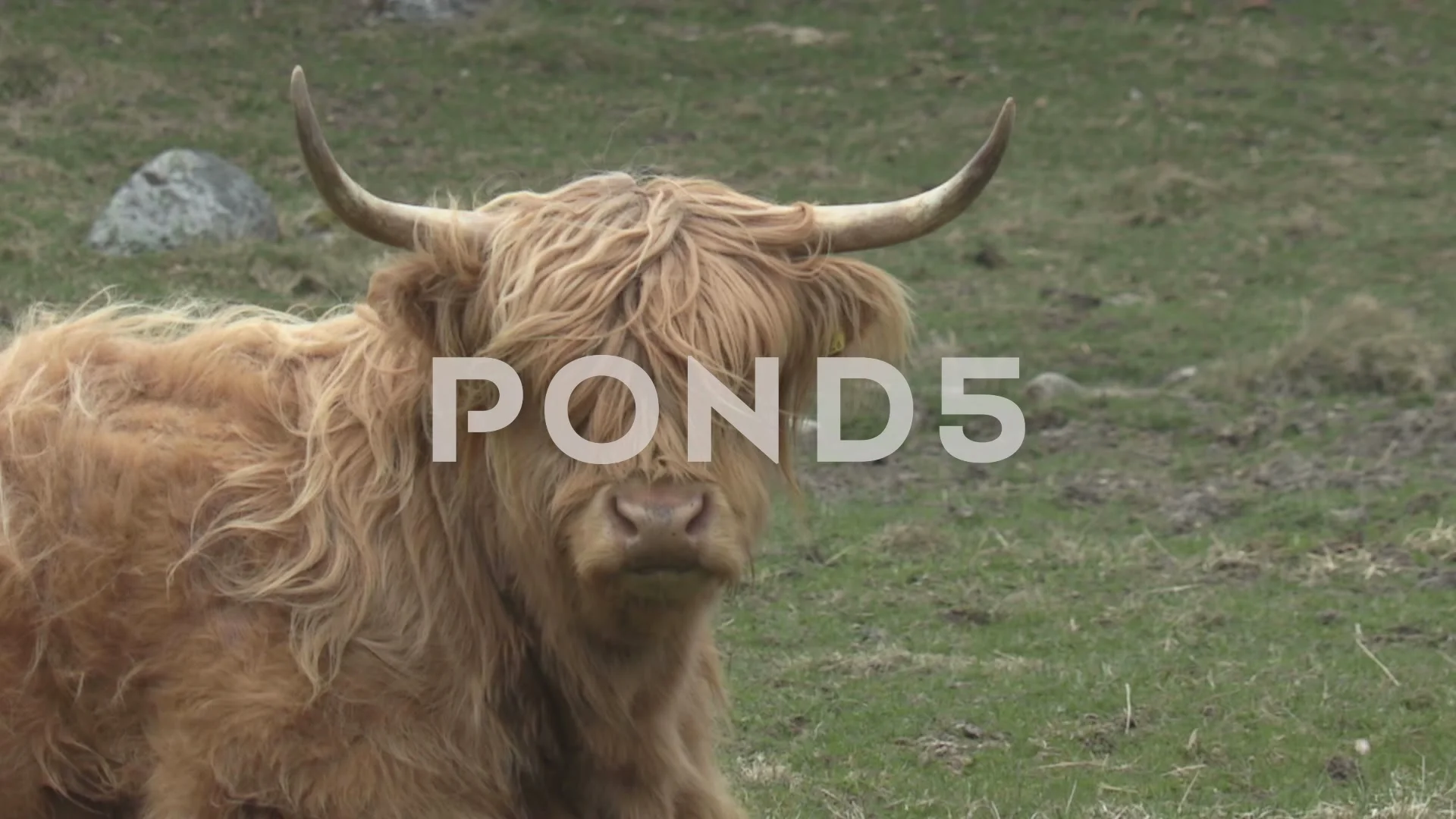 Video A Long Haired Cow Lying And Looking At The Camera 62761899