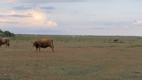 Long-haired cows with big horns grazing on a meadow Stock Footage 111218506